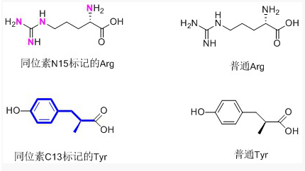 稳定同位素标记(图1)