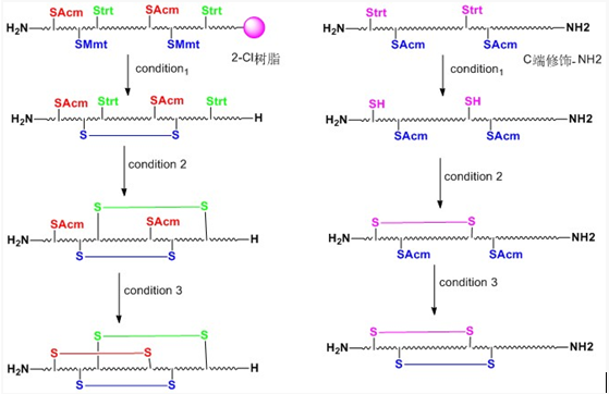 二硫键成环技术(图1)
