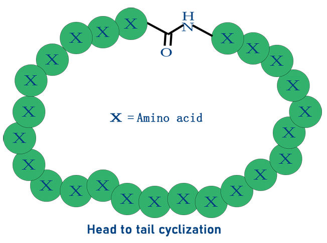 酰胺键环肽合成(图1)