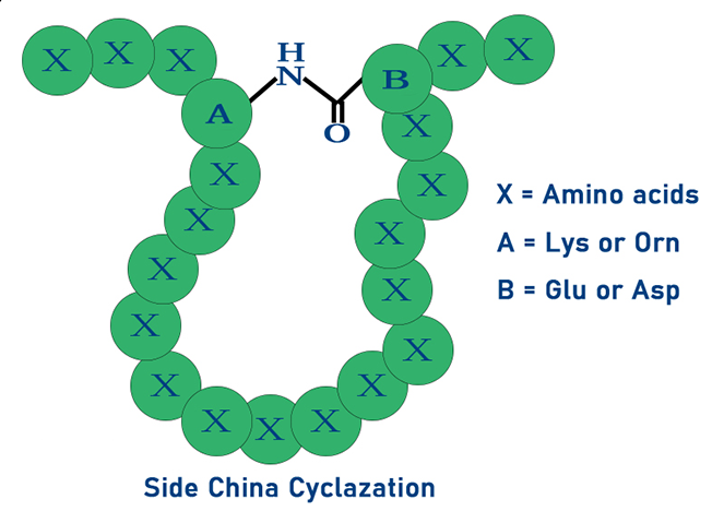 酰胺键环肽合成(图2)